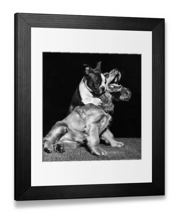 Framed Print : Susi - playing games with a French bulldog Framed Print : Susi - playing games with a French bulldog