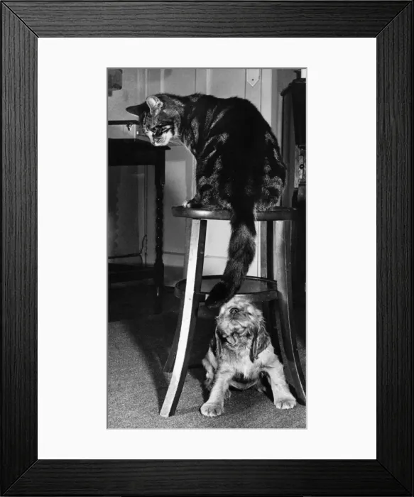 Framed Print : Susi - with tabby cat Framed Print : Susi - with tabby cat