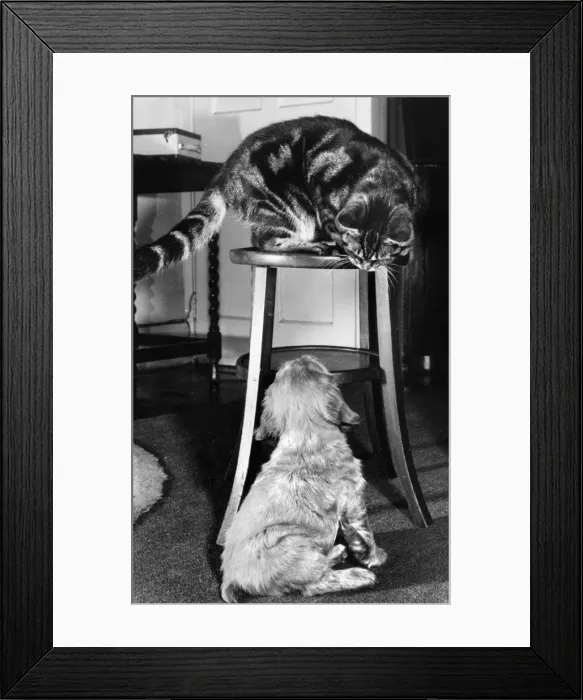 Framed Print : Susi - with tabby cat Framed Print : Susi - with tabby cat