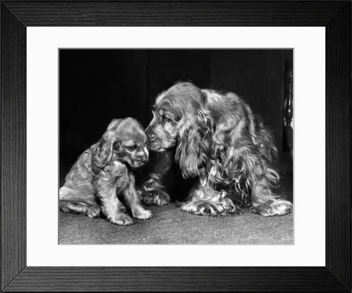 Framed Print : Susi - with a smaller puppy Framed Print : Susi - with a smaller puppy