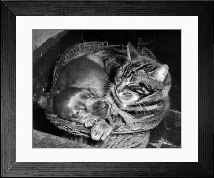 Framed Print : Susi - with cat in basket Framed Print : Susi - with cat in basket
