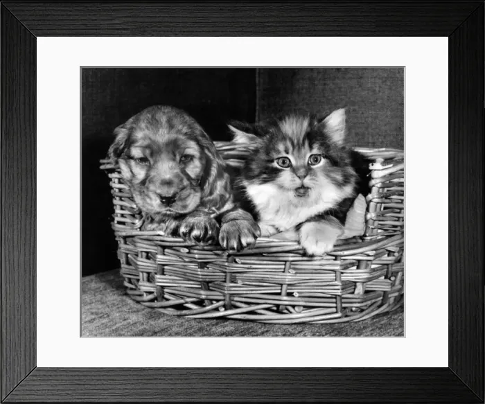 Framed Print : Susi - with cat in basket Framed Print : Susi - with cat in basket