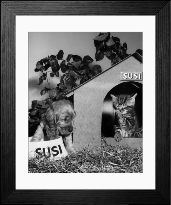Framed Print : Susi - with kitten and kennel Framed Print : Susi - with kitten and kennel
