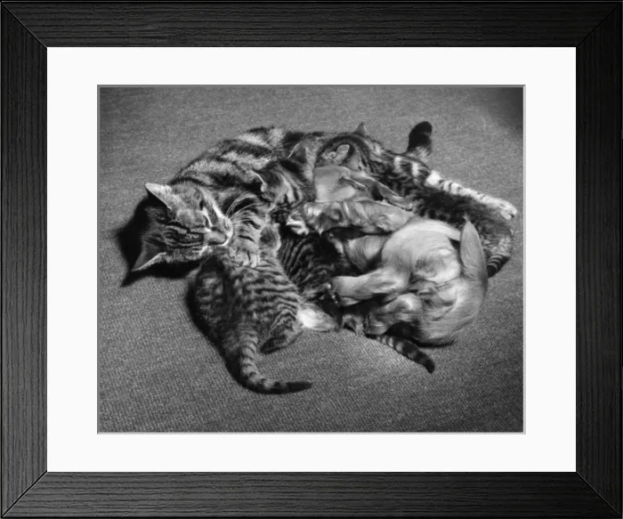 Framed Print : Susi - with kittens and mother cat Framed Print : Susi - with kittens and mother cat