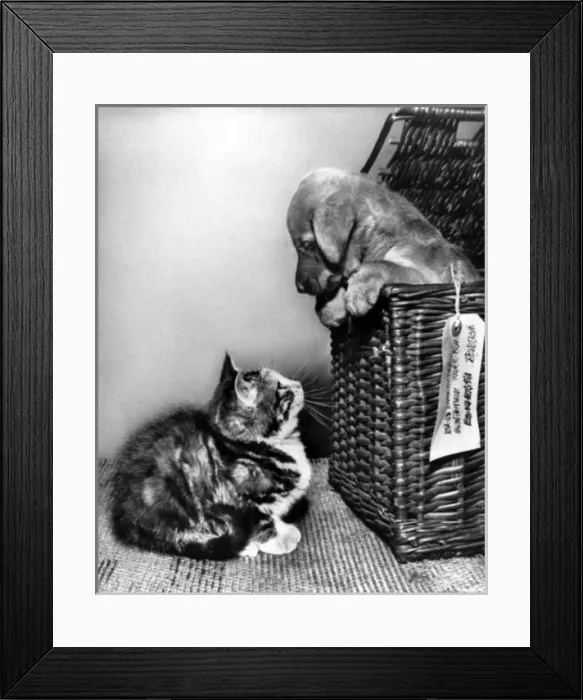 Framed Print : Susi - looking out of a basket at a kitten Framed Print : Susi - looking out of a basket at a kitten