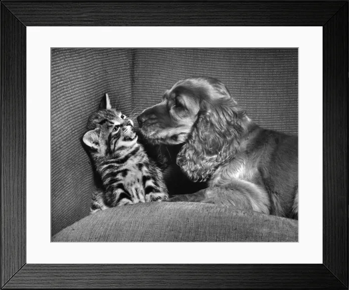 Framed Print : Susi - with kitten on sofa Framed Print : Susi - with kitten on sofa