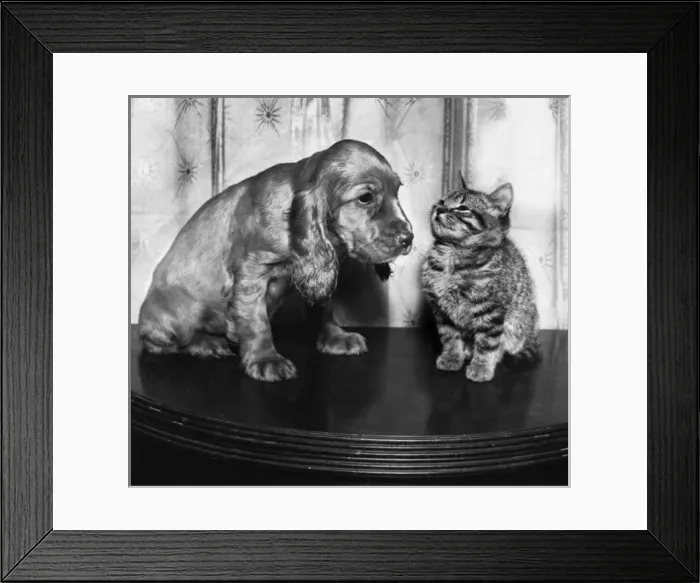 Framed Print : Susi - with kitten on table Framed Print : Susi - with kitten on table