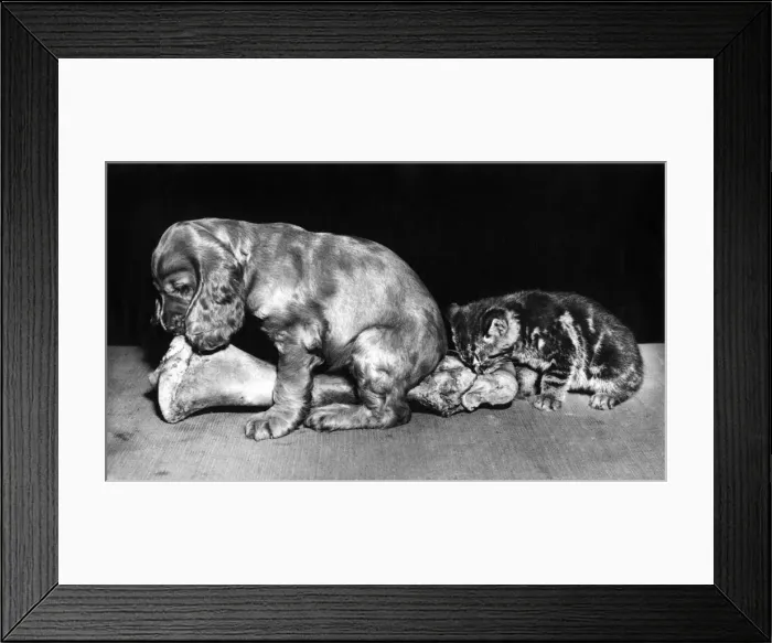 Framed Print : Susi - with kitten and large bone Framed Print : Susi - with kitten and large bone