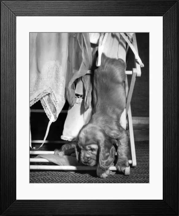 Framed Print : Susi - with clothes horse Framed Print : Susi - with clothes horse