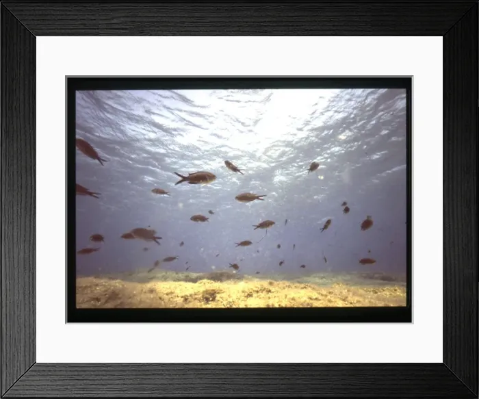 Framed Print : Shoal of fish near the seabed