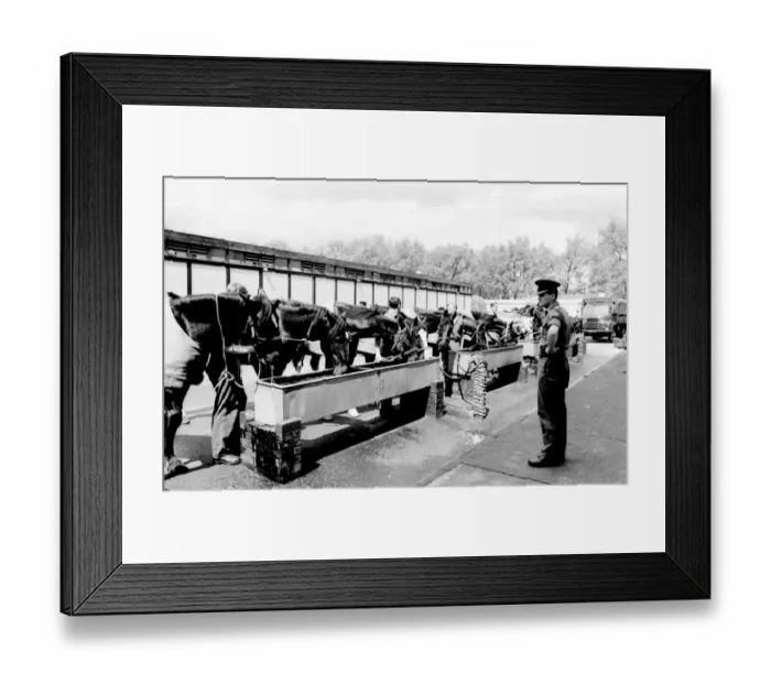 Framed Print : Horses drinking from troughs Framed Print : Horses drinking from troughs