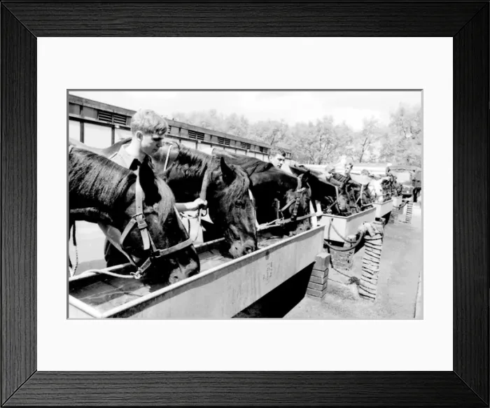 Framed Print : Horses drinking from troughs Framed Print : Horses drinking from troughs
