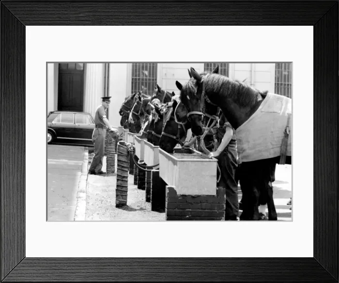 Framed Print : Horses drinking from troughs Framed Print : Horses drinking from troughs