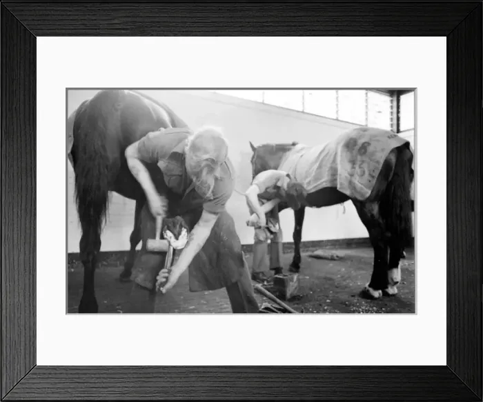 Framed Print : Men at work on horses hooves Framed Print : Men at work on horses hooves