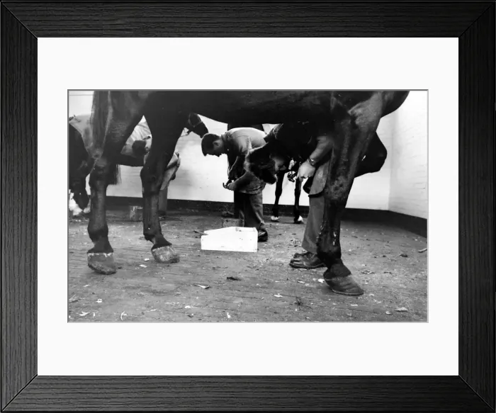 Framed Print : Men at work on horses hooves Framed Print : Men at work on horses hooves