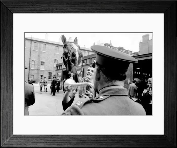 Framed Print : Familiarising horses with the sound of music Framed Print : Familiarising horses with the sound of music