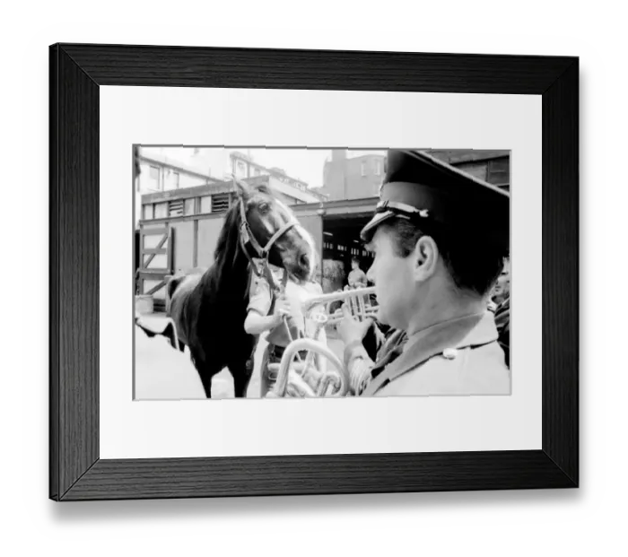 Framed Print : Familiarising horses with the sound of music