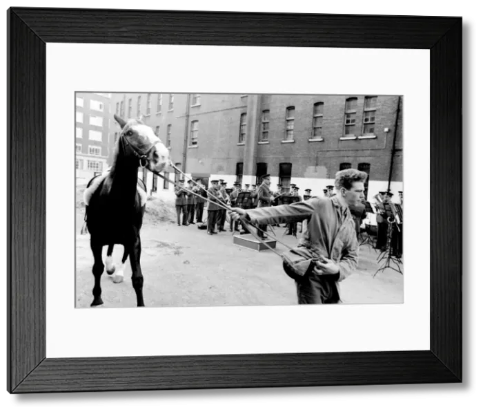 Framed Print : Familiarising horses with the sound of music Framed Print : Familiarising horses with the sound of music