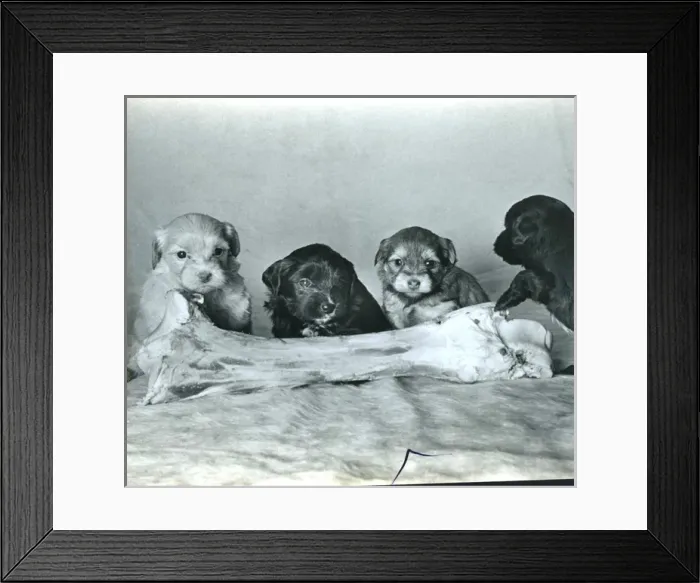 Framed Print : Four Lowchen puppies with a large bone Framed Print : Four Lowchen puppies with a large bone