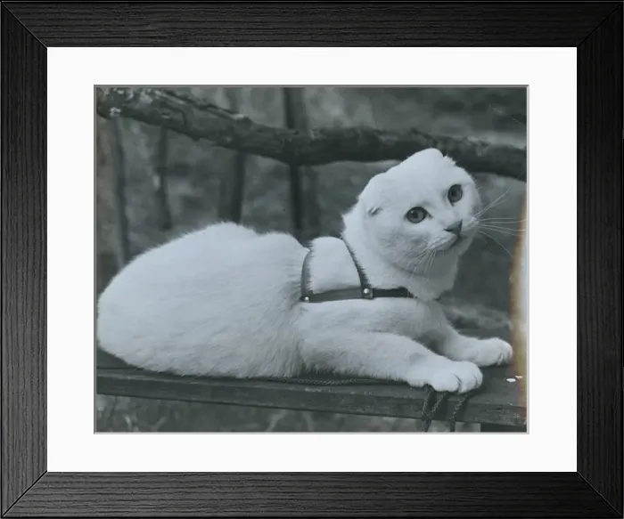 Framed Print : Dog-eared short-tailed white cat