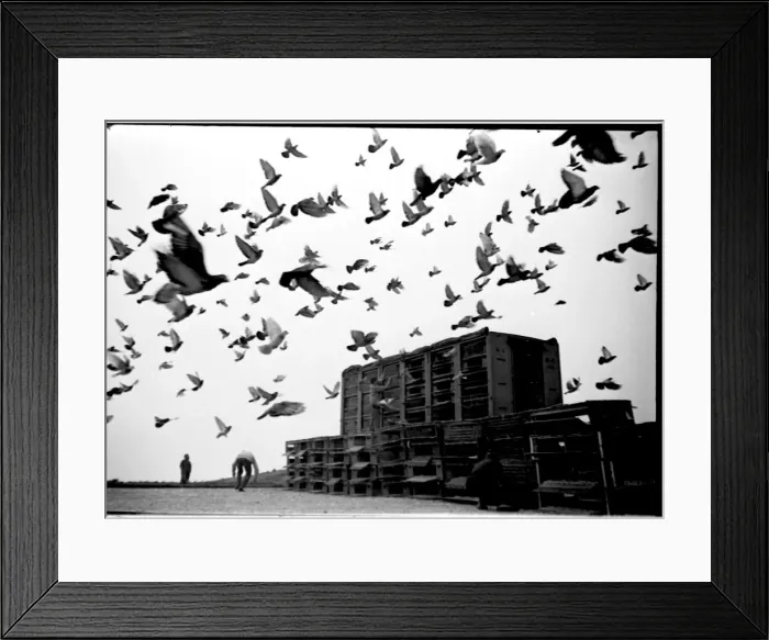 Framed Print : Racing pigeons released in the early morning Framed Print : Racing pigeons released in the early morning