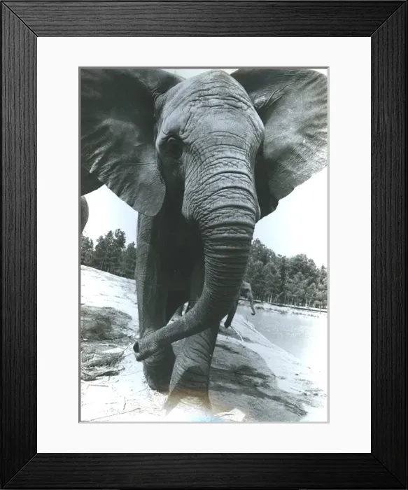Framed Print : African elephant charging Framed Print : African elephant charging