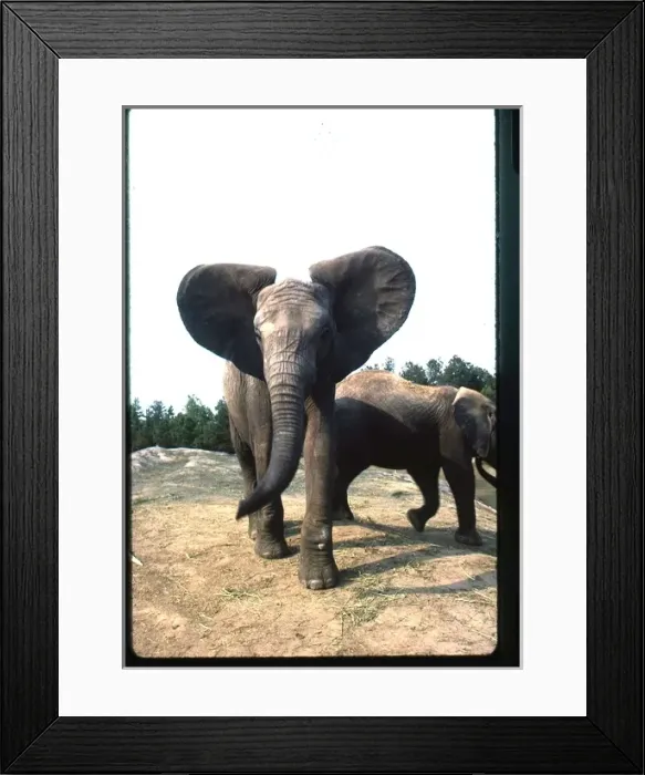 Framed Print : African elephant in the wild Framed Print : African elephant in the wild