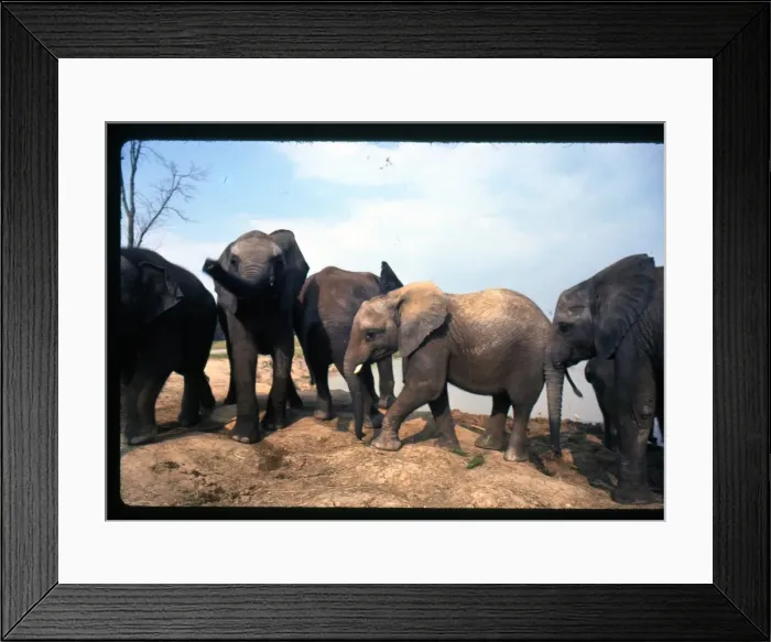 Framed Print : African elephants in the wild Framed Print : African elephants in the wild