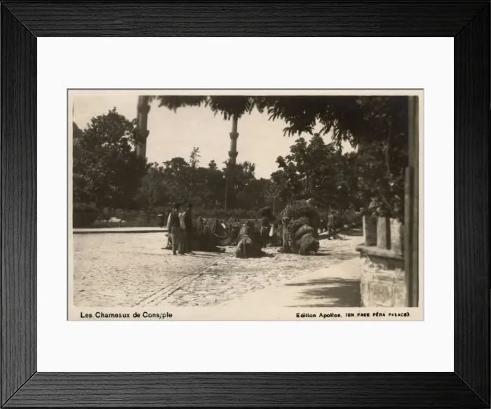 Framed Print : Camels in Istanbul, Turkey - possibly at the Hippodrome? Framed Print : Camels in Istanbul, Turkey - possibly at the Hippodrome?