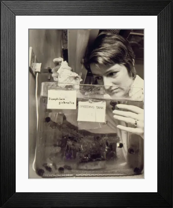 Framed Print : Woman at work, Snail Research Centre Framed Print : Woman at work, Snail Research Centre
