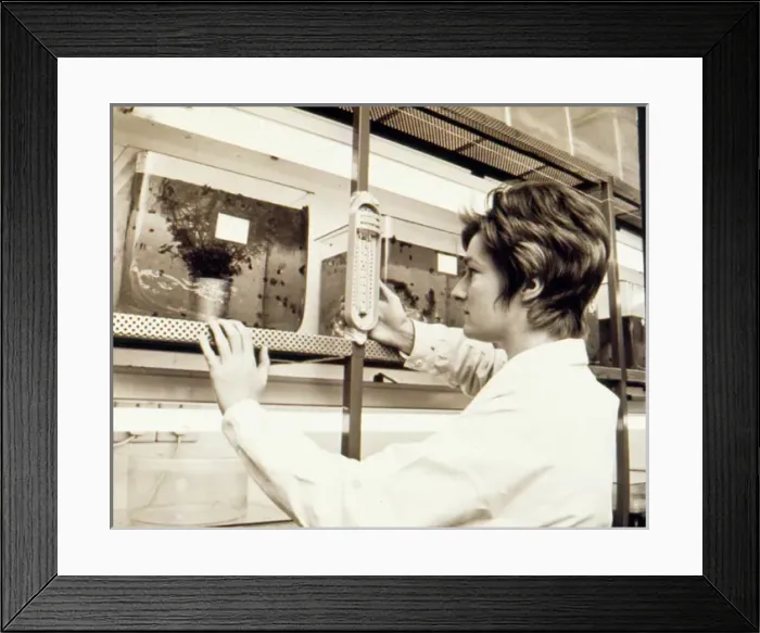 Framed Print : Woman at work, Snail Research Centre