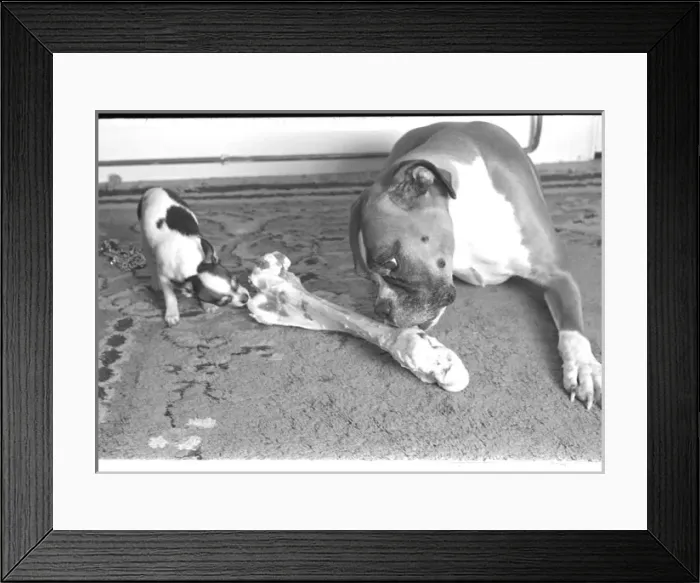 Framed Print : Two dogs sharing a large bone Framed Print : Two dogs sharing a large bone
