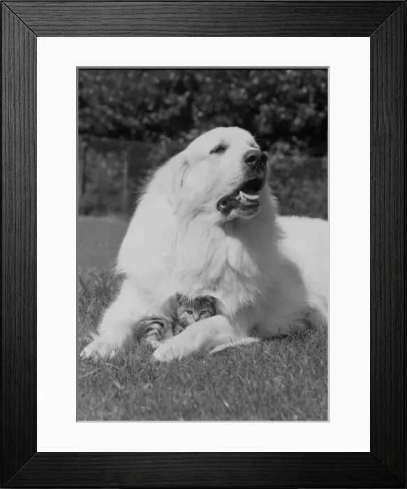 Framed Print : Large dog with cute kitten Framed Print : Large dog with cute kitten