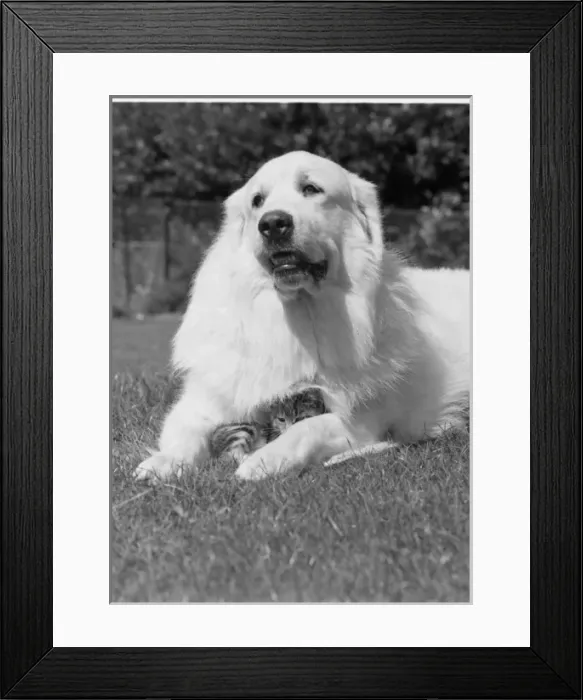 Framed Print : Large dog with cute kitten Framed Print : Large dog with cute kitten