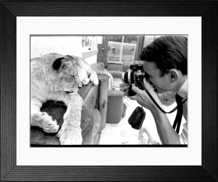 Framed Print : Man photographing lioness Framed Print : Man photographing lioness