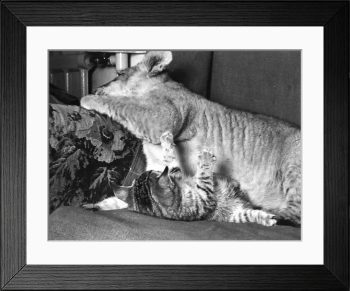 Framed Print : Lion cub with kitten on a sofa Framed Print : Lion cub with kitten on a sofa