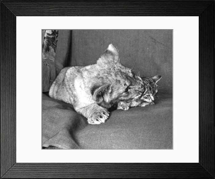 Framed Print : Lion cub with kitten on a sofa Framed Print : Lion cub with kitten on a sofa