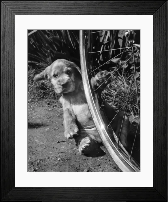 Framed Print : Susi - with bicycle wheel Framed Print : Susi - with bicycle wheel