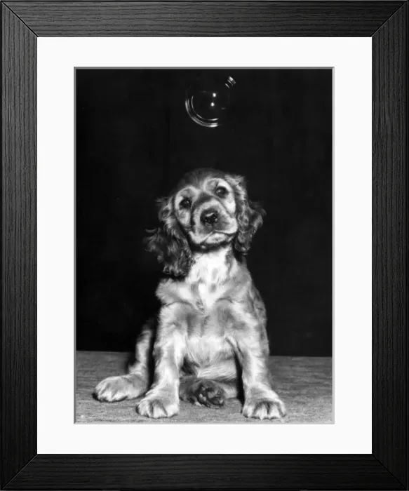 Framed Print : Susi - with a bubble above her head Framed Print : Susi - with a bubble above her head