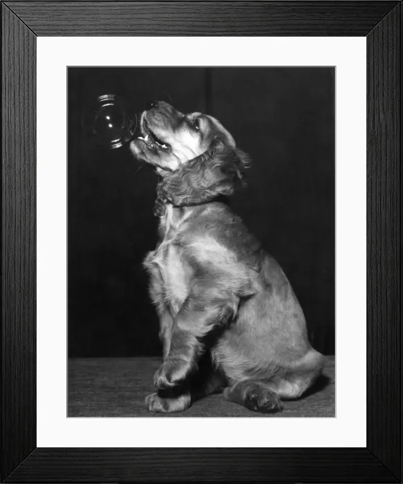 Framed Print : Susi - trying to eat a bubble Framed Print : Susi - trying to eat a bubble
