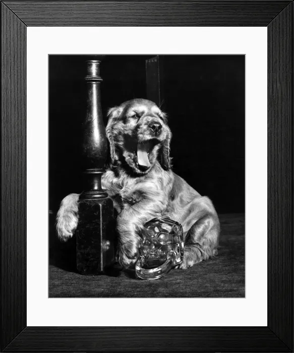 Framed Print : Susi - yawning Framed Print : Susi - yawning