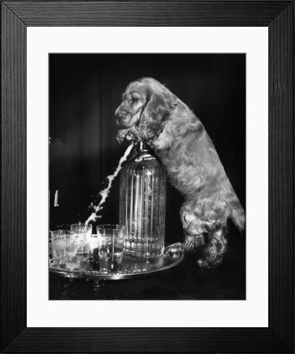 Framed Print : Susi - splashing out with the soda syphon Framed Print : Susi - splashing out with the soda syphon
