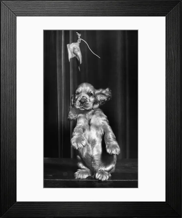 Framed Print : Susi - bursting a balloon Framed Print : Susi - bursting a balloon
