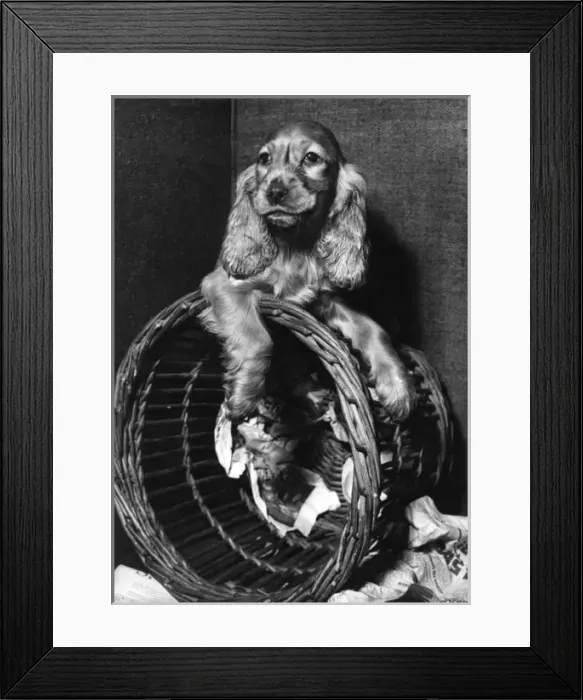 Framed Print : Susi - with upturned basket Framed Print : Susi - with upturned basket