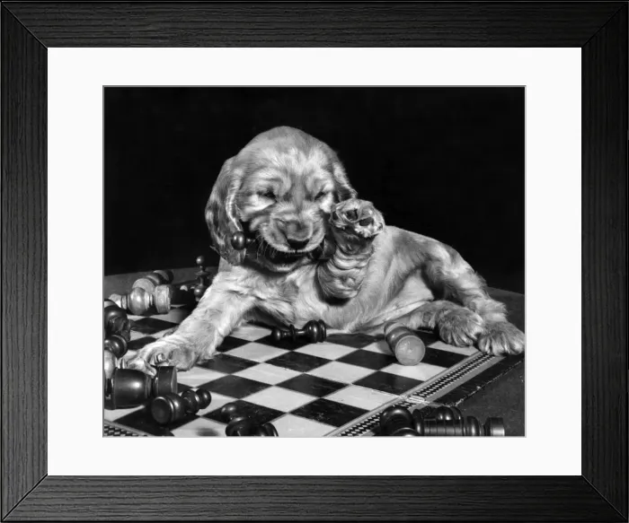 Framed Print : Susi - lying on chess board Framed Print : Susi - lying on chess board
