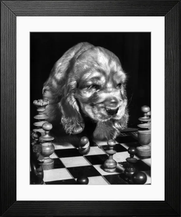 Framed Print : Susi - playing chess Framed Print : Susi - playing chess