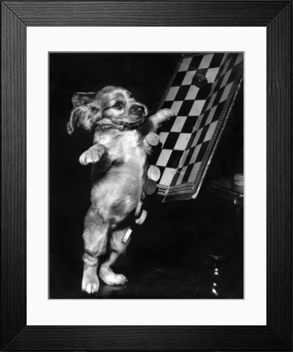 Framed Print : Susi - tipping up a draughts board Framed Print : Susi - tipping up a draughts board