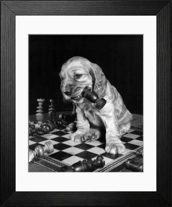 Framed Print : Susi - chewing a chess piece Framed Print : Susi - chewing a chess piece