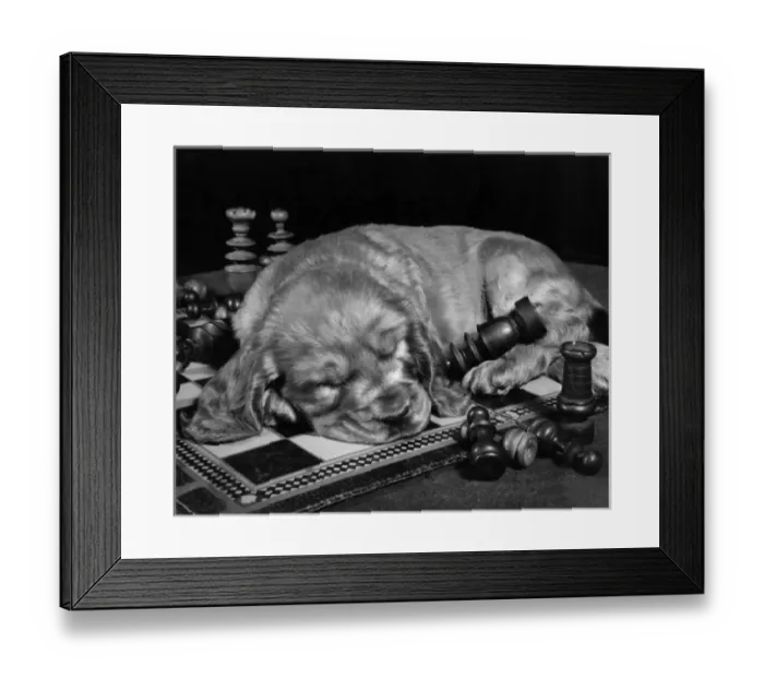 Framed Print : Susi - asleep on a chess board Framed Print : Susi - asleep on a chess board