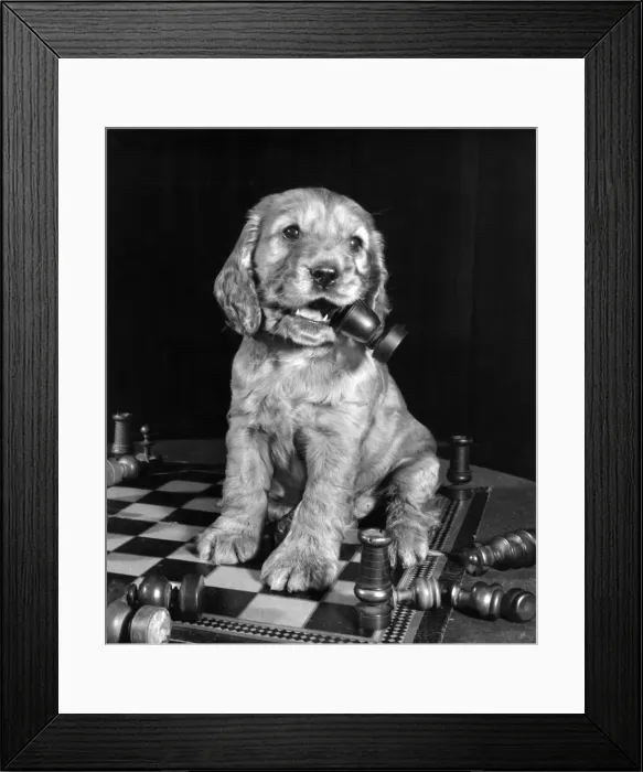Framed Print : Susi - chewing a chess piece Framed Print : Susi - chewing a chess piece